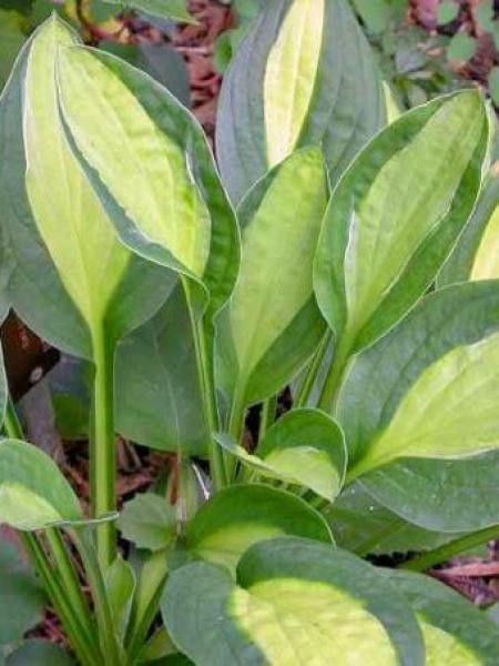 Hosta  'Gypsy Rose'