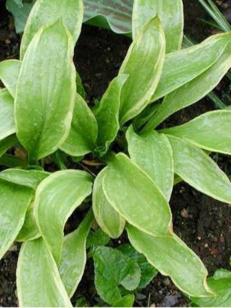 Hosta  'Herifu'