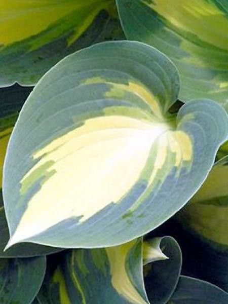 Hosta  'High Society'