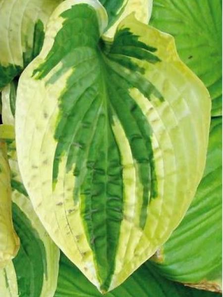 Hosta  'Honeysong'