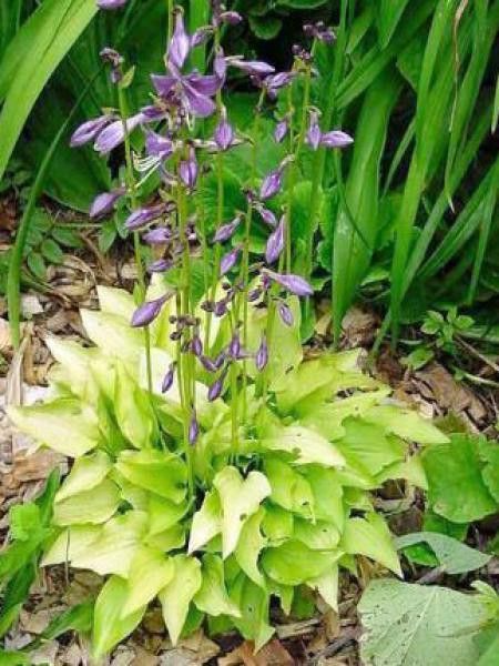 Hosta  'Hydon Sunset'