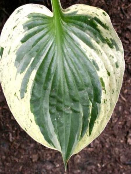 Hosta  'Independence'