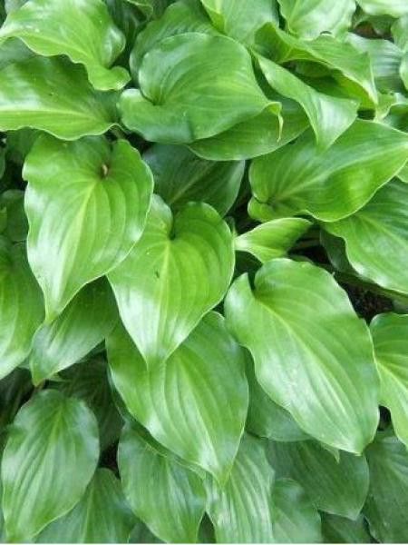 Hosta  'Invincible'