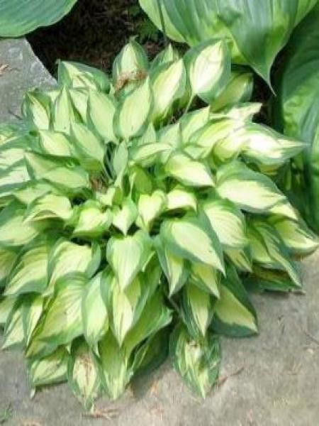 Hosta  'Island Charm'