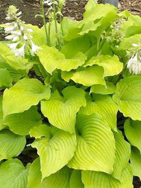 Hosta  'Jimmy Crack Corn'