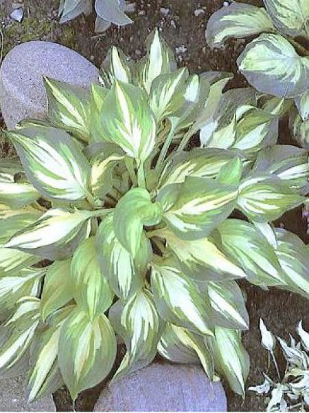 Hosta  'Joyce Trott'