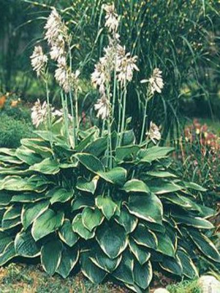 Hosta  'Julia'