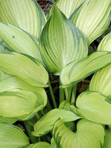 Hosta 'June fever'