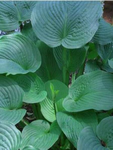 Hosta  'Jurassic Park'®