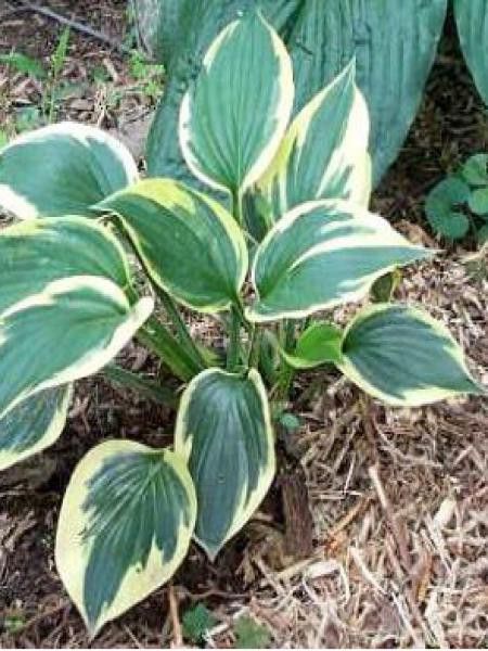 Hosta  'Knockout'