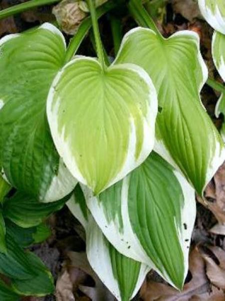 Hosta  'Lakeside April Snow'