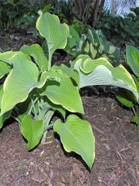 Hosta  'Lakeside Cha Cha'
