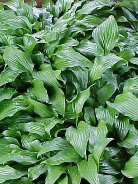 Hosta lancifolia 