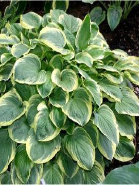 Hosta  'Leola fraim'