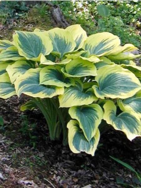 Hosta  'Liberty'