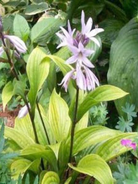 Hosta  'Little Black Scape'