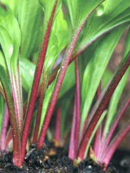 Hosta  'Little Red Rooster'