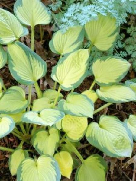 Hosta  'Little Sunspot'