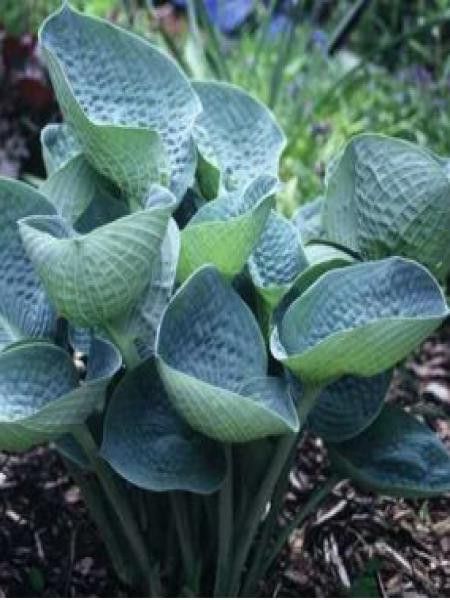 Hosta  'Love Pat'