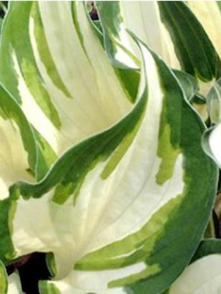 Hosta  'Loyalist'