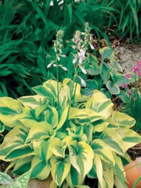 Hosta  'Mama Mia'