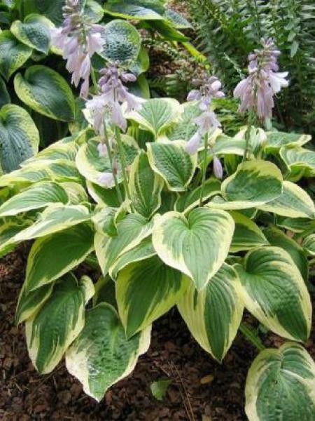 Hosta  'Mildred Seaver'