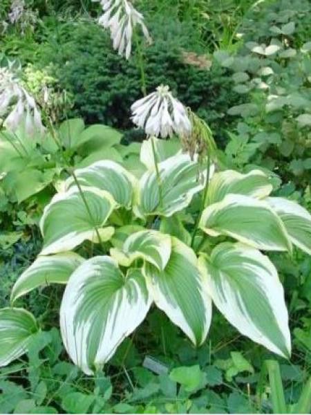 Hosta montana 'Aureomarginata'