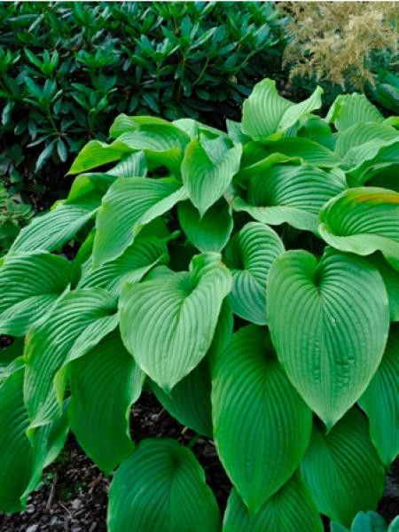 Hosta montana 'Green acres'