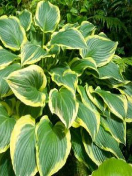 Hosta montana 'Yellow River'