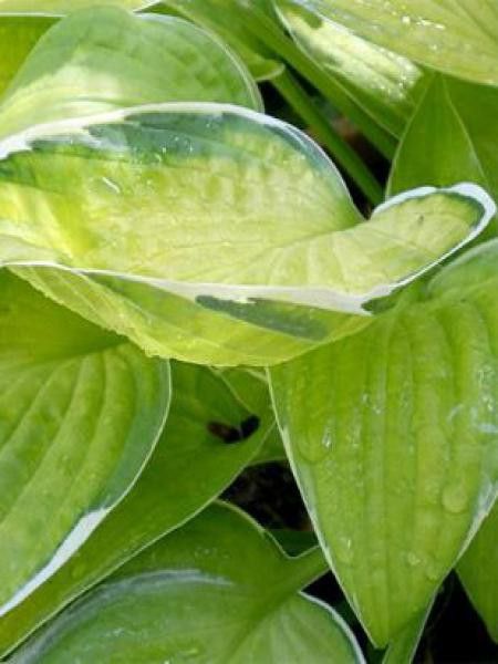 Hosta  'Moonlight'