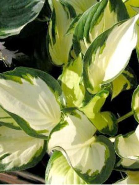 Hosta  'Morning Light'