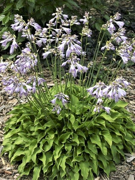 Hosta nakaiana