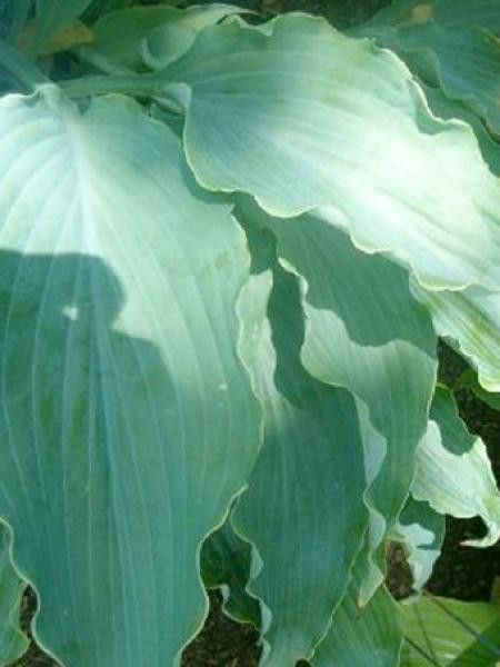 Hosta  'Neptune'®
