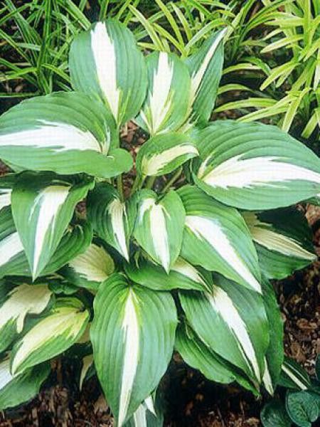 Hosta  'Night Before Christmas'