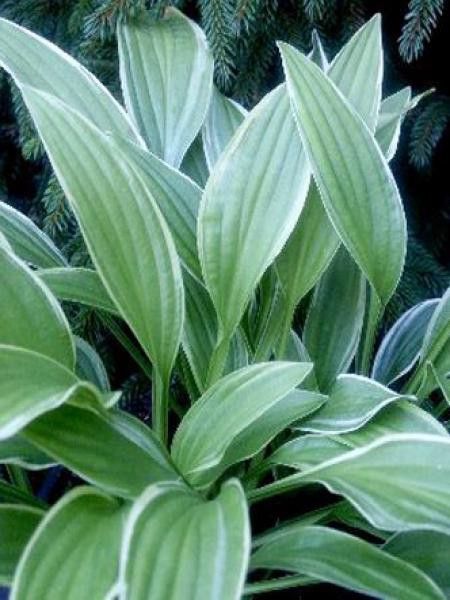 Hosta nigrescens 'Krossa Cream Edge'