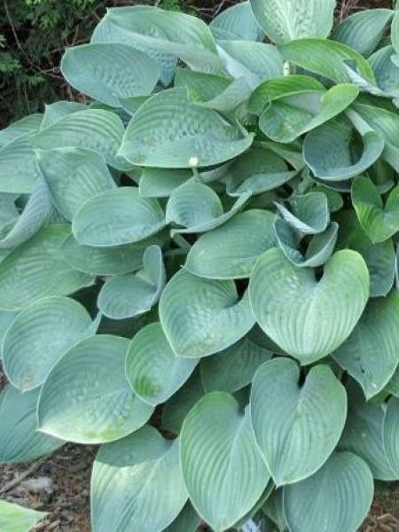 Hosta nigrescens 
