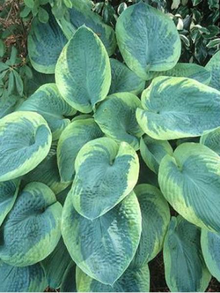 Hosta  'Olive Bailey Langdon'