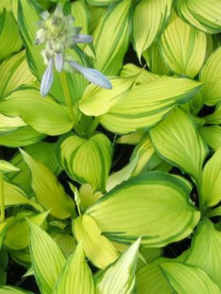 Hosta  'On Stage'