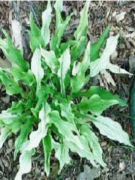 Hosta  'Out House Delight'