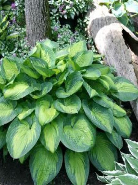 Hosta  'Paradigm'