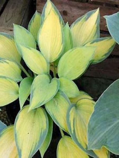 Hosta  'Paradise Joyce'