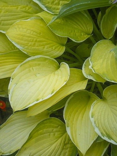 Hosta 'Patriot's Fire'
