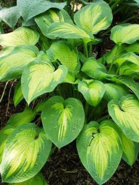 Hosta  'Paul's Glory'