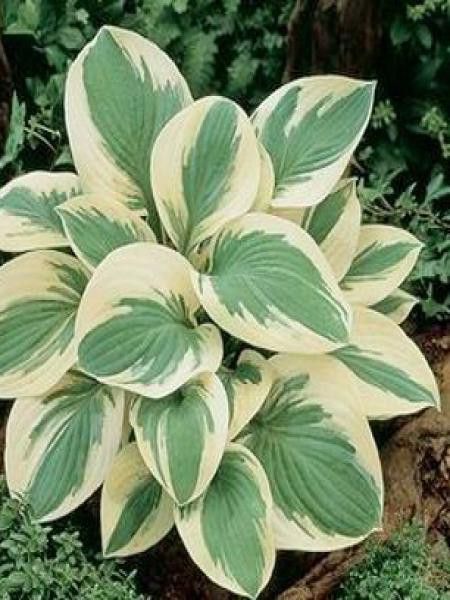 Hosta  'Pilgrim'
