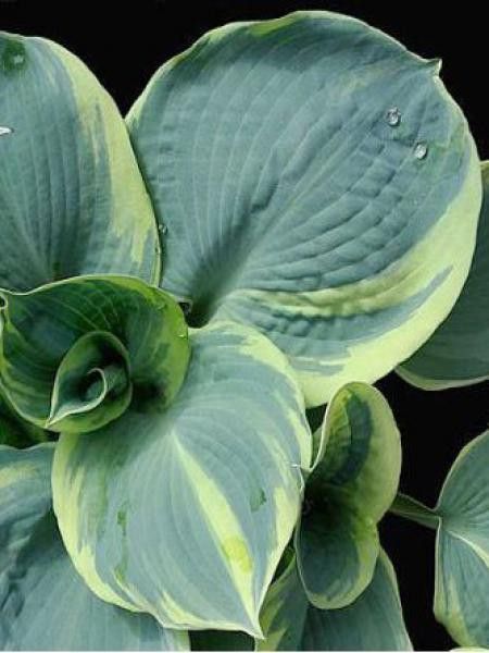 Hosta  'Pizzazz'