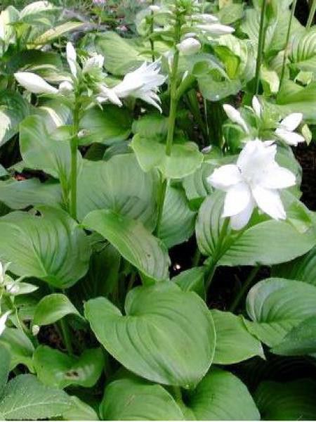 Hosta plantaginea 'Aphrodite'