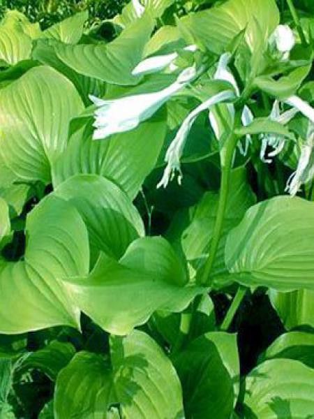 Hosta plantaginea 'Grandiflora'