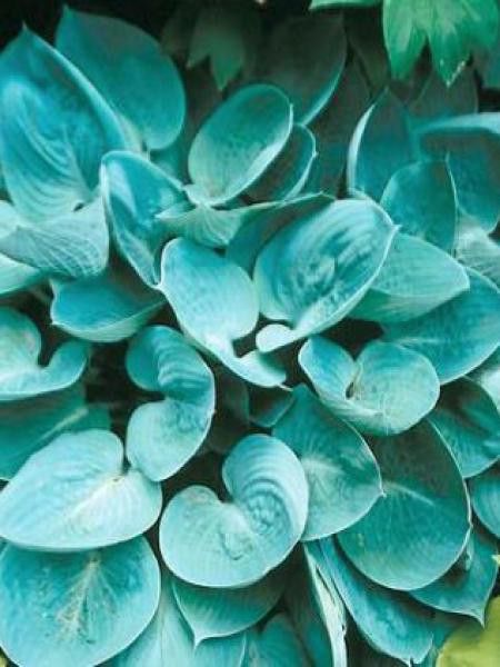 Hosta  'Prairie Sky'