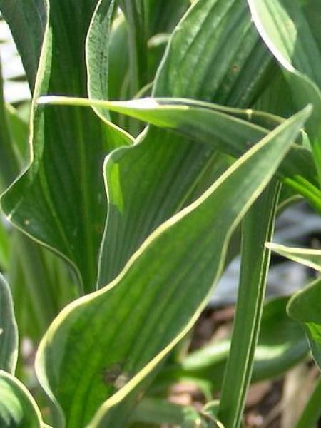 Hosta  'Praying Hands'