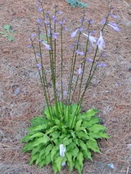 Hosta  'Purple Dwarf'